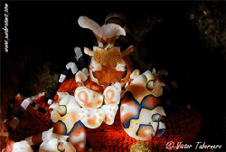 Harlequin Shrimp by Victor Tabernero 